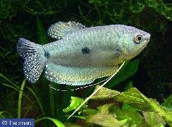 gourami bleu
